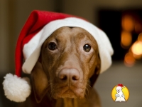 С наступающим, Новым 2018 годом!